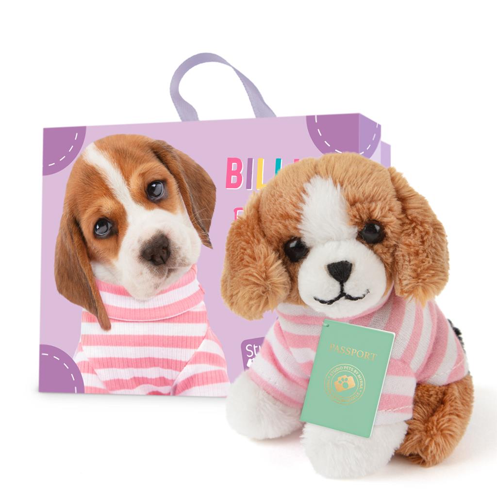 Puppy Beagle, Studio Pets