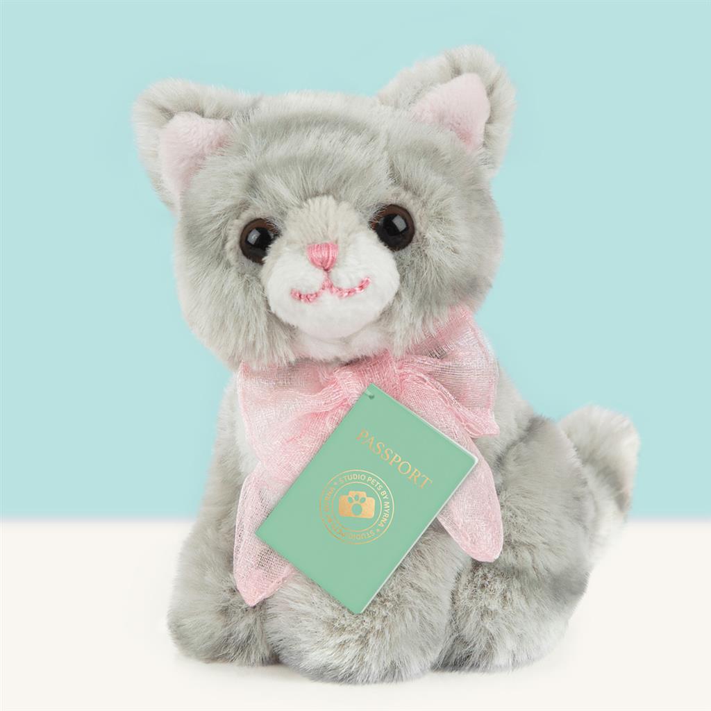 Kitten Britse Korthaar, Studio Pets