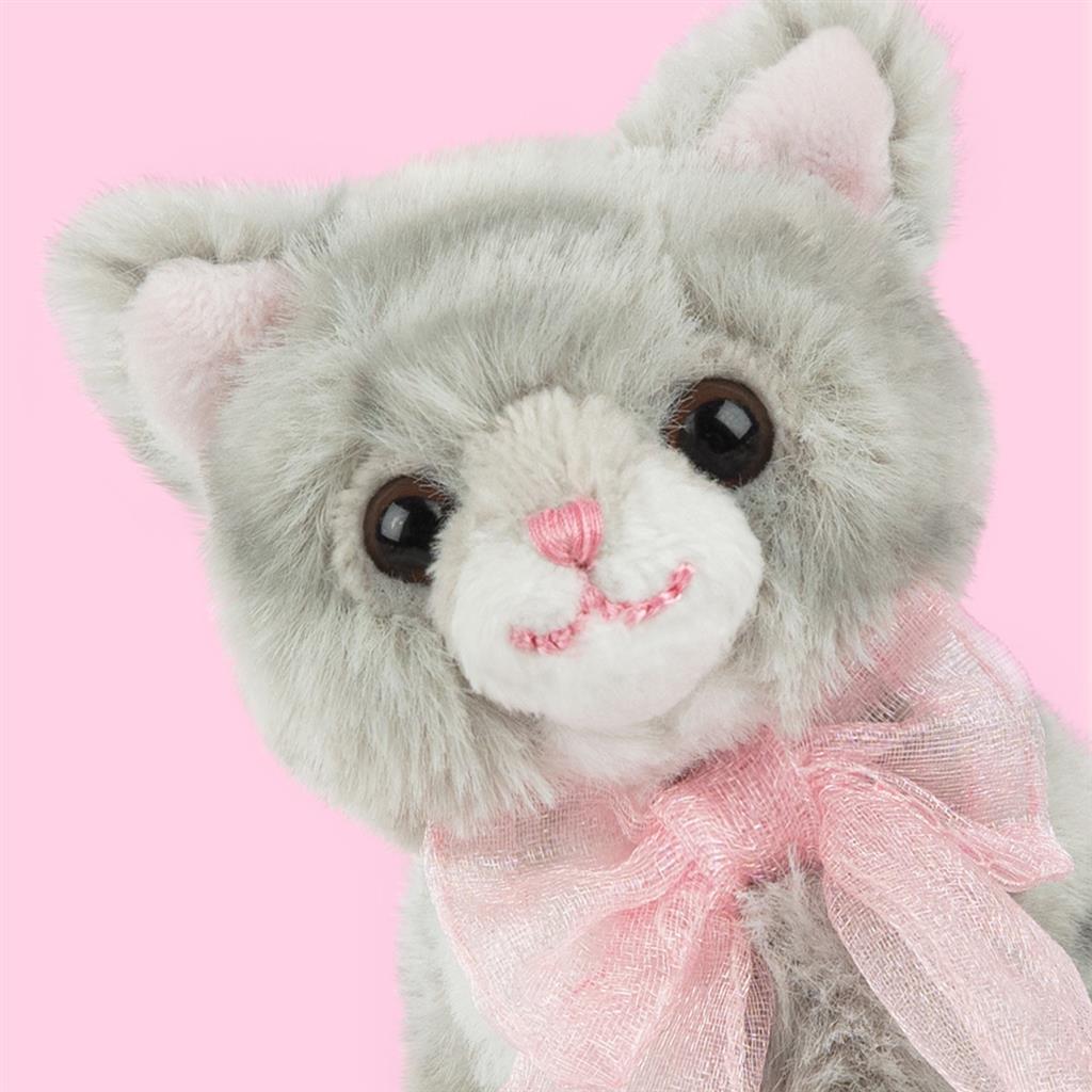 Kitten Britse Korthaar, Studio Pets